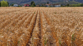 A photo of yellowed corn crops in a field.
